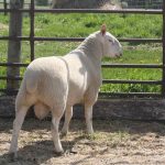 North Country Cheviot Ram