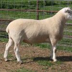 North Country Cheviot Ram