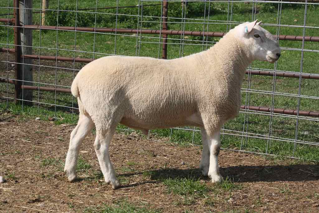 North Country Cheviot Ram