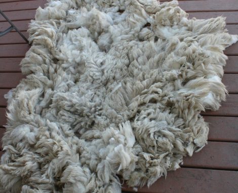 North Country Cheviot Wool